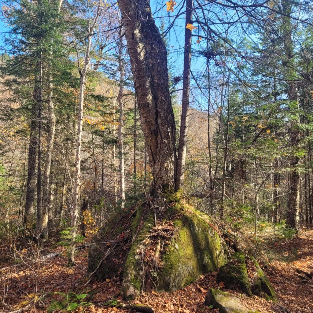 Photo de couverture de l'Article de blog sur l'hypersenbilité, l'hypervigilance post-traumatique et la neurodivergence