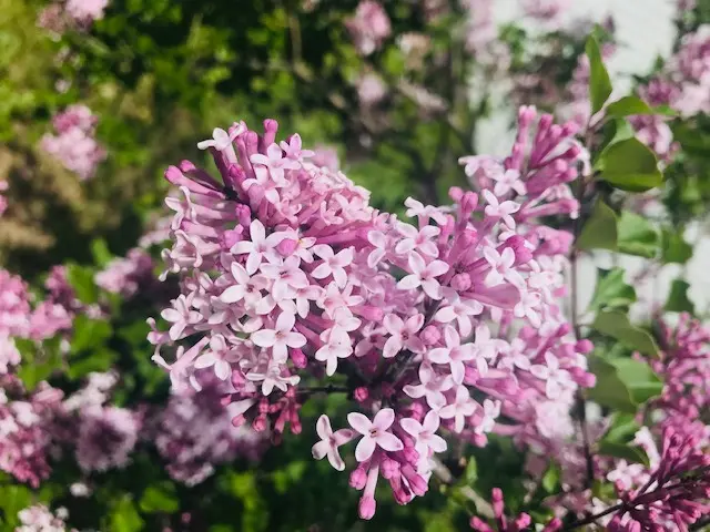 Image qui représente une fleur délicate à l'image de l'hypersensibilité